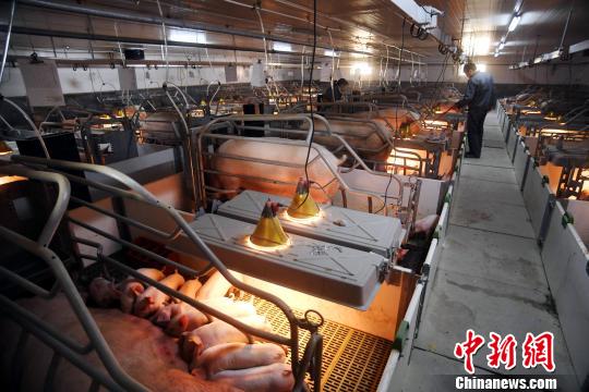 英媒称中国养猪场奔向现代化：助中国猪肉走向国际