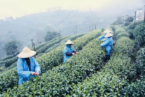 金诚集团西湖龙井翁家山基地的明前龙井茶迎来首采