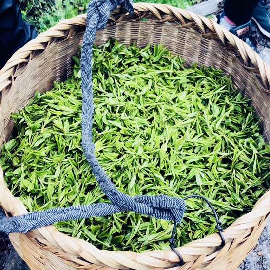 金诚集团西湖龙井翁家山基地的明前龙井茶迎来首采